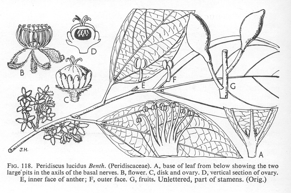 Представитель Семейства Peridiscaceae